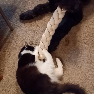Cat and dog share dog bone!