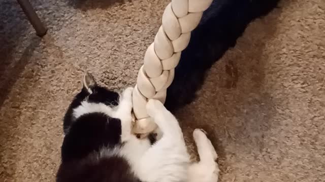 Cat and dog share dog bone!