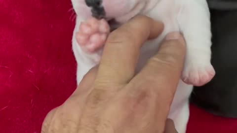 He is a happy puppy ❤️ cuteanimals bulldog