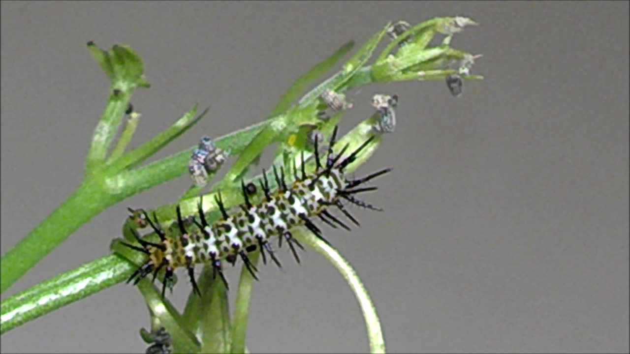 Butterfly Caterpillar Time Lapse Video