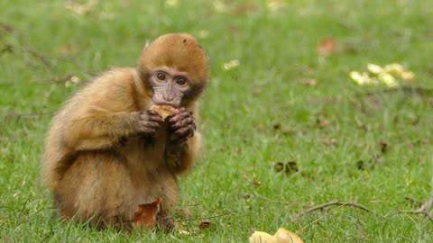 Little monkey eating bread