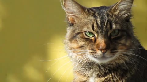 beautiful cat cool very very cool stall ❤️