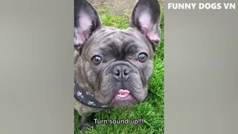 Dog funny videos