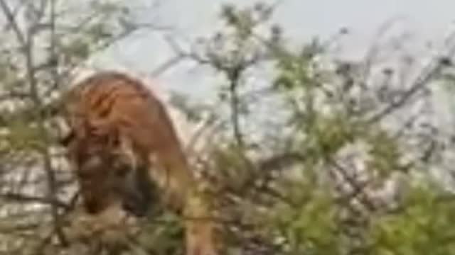 Monkey VS Leopard