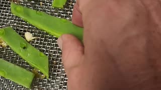 Preparing Cactus to Eat