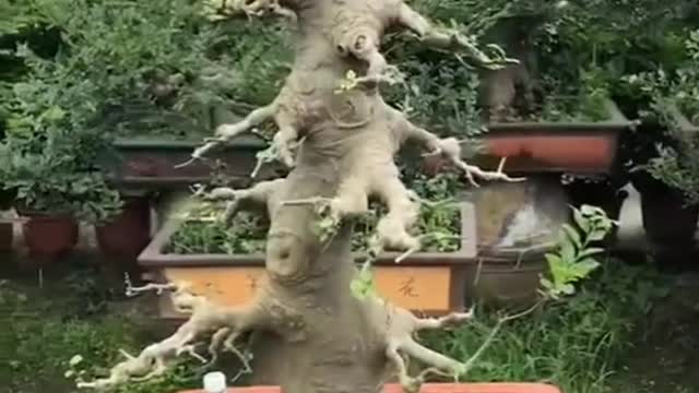 Dragon #bonsai