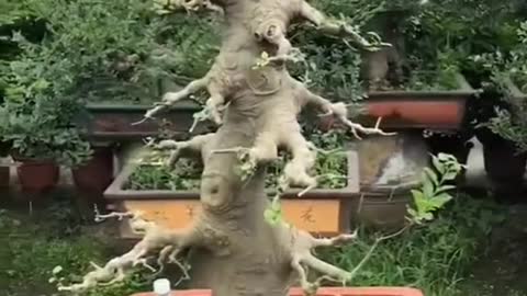 Dragon #bonsai