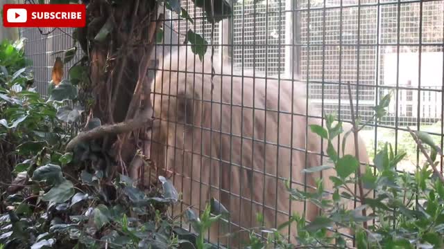 Lion in zoo | 55