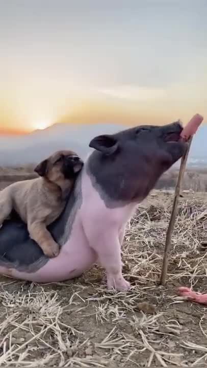 Most Funny - Cutest baby animals Videos Compilation