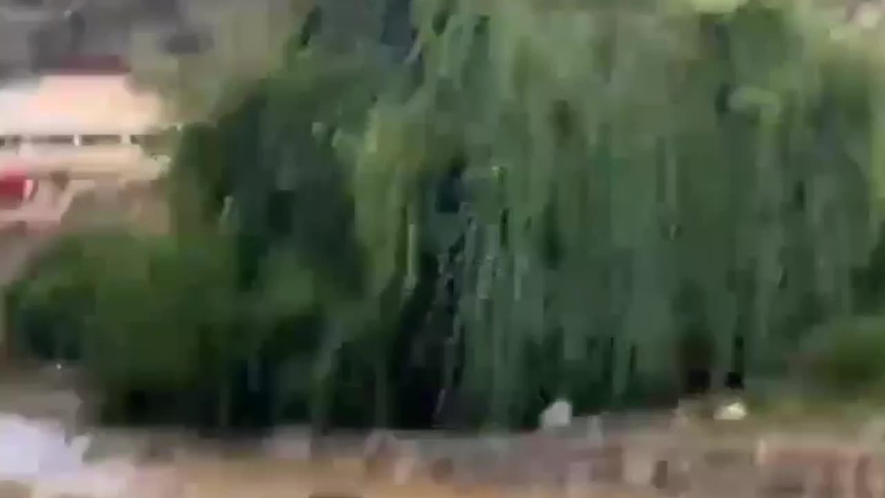 Cows in flood