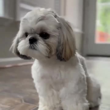 "Puppy Love" or "Big Ears, Big Heart" to convey the love and affection the puppy has for its owner.