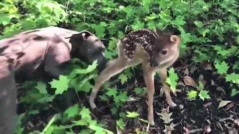 Cute animals