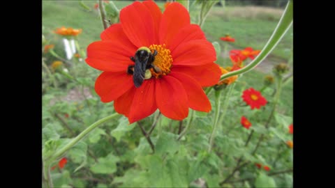 Symbolizing Passion And Resilience Mexican Sunflower Aug 2022