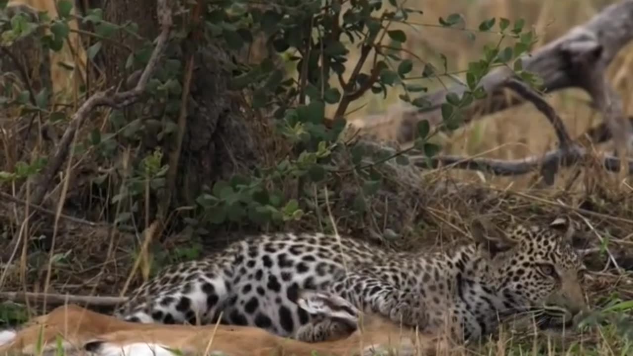 Leopard attack against deer