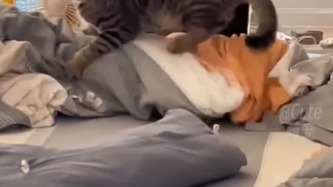 Funny cats2