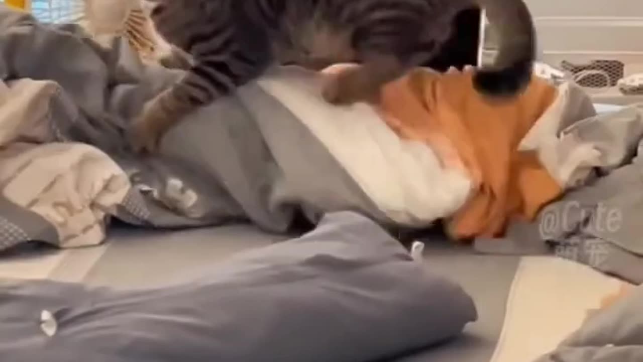 Funny cats2