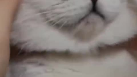 Funny cat , cute videos