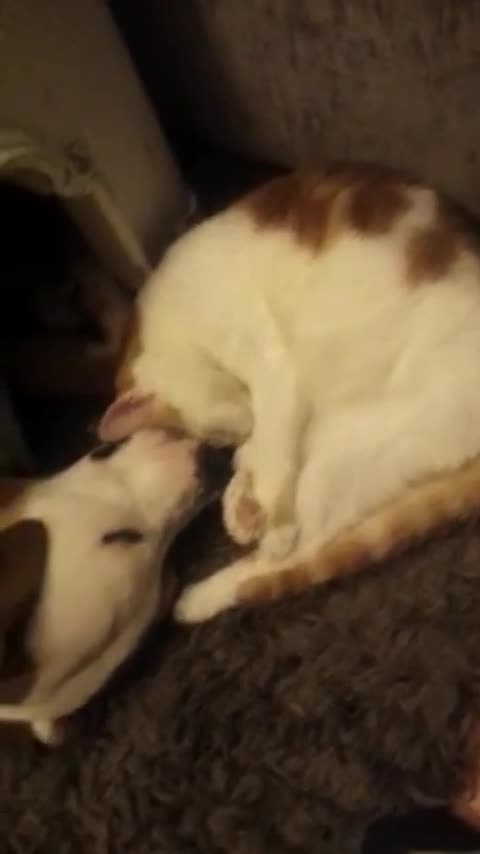 Cachorro y gatito se quedan dormidos del modo más adorable que te imagines