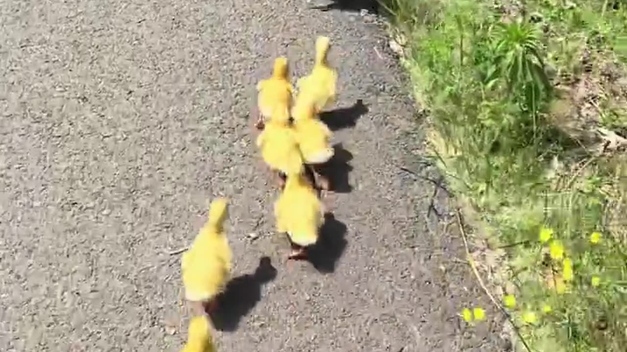 A flock of ducks following a hen