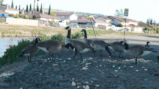 Goose ... Amazing Animals #17