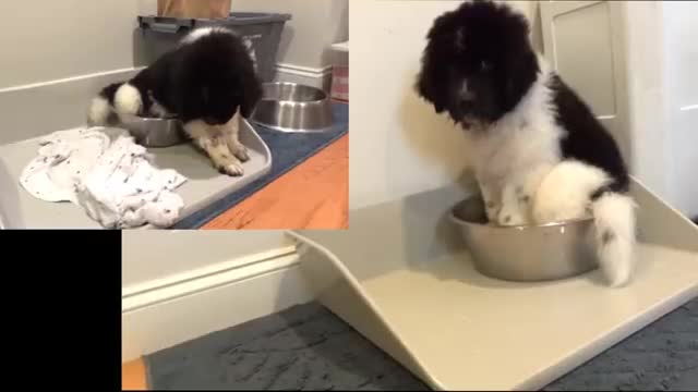 Dethan gets an upgrade 😺🐹