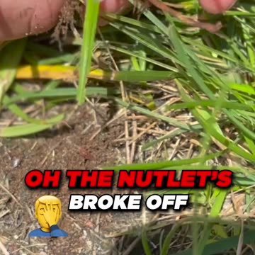 How to ID and then Get Rid of Nutsedge in the Lawn
