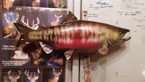 How to Paint a Chum Salmon