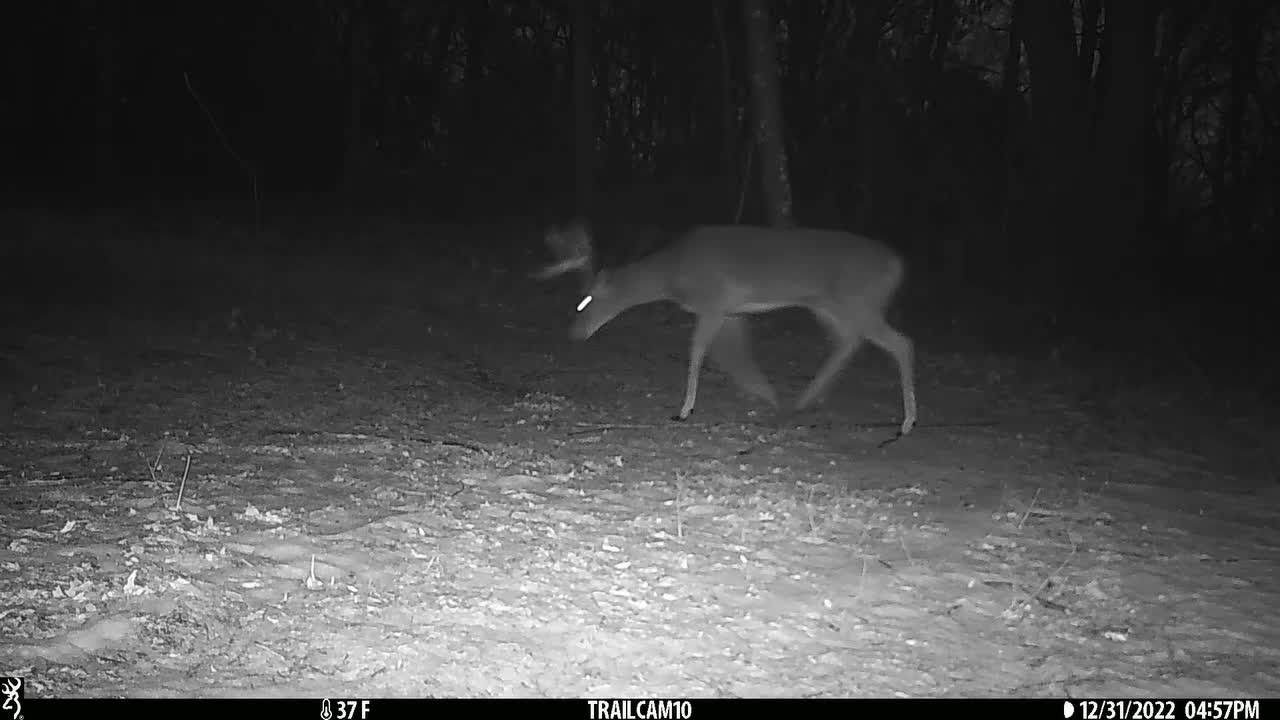 Gimping buck