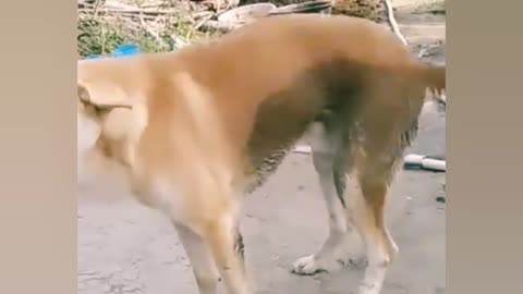 Best dog dance