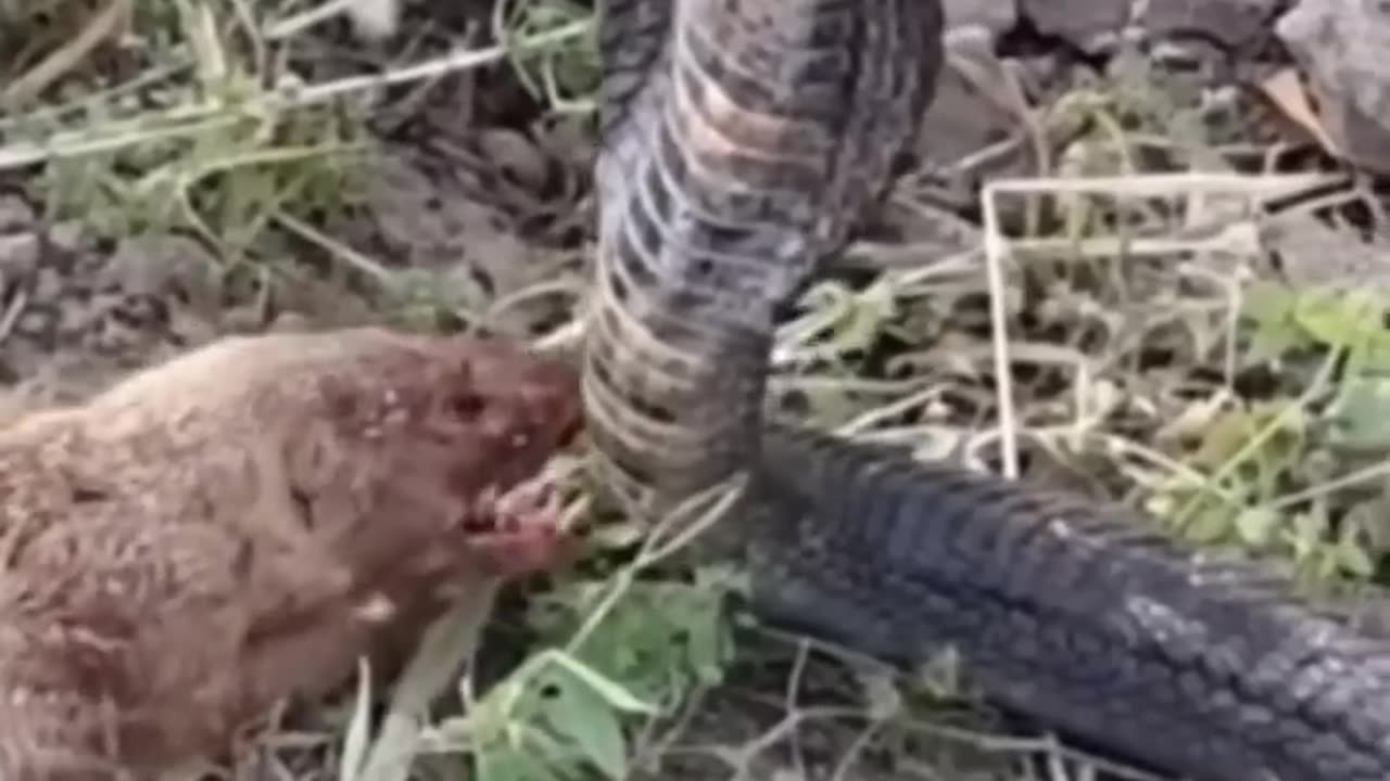 cobra vs mongoose