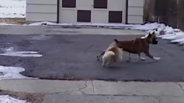 Angry Cats VS Dogs Funny Compilation