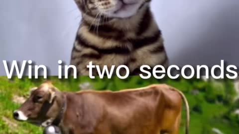 One punch cat
