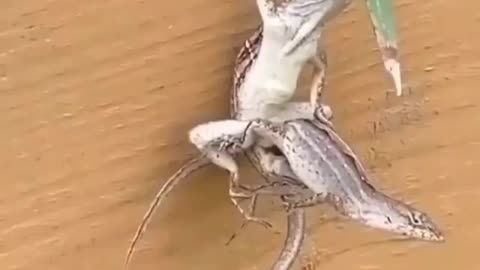 This is a beautiful and charming water-dwelling species