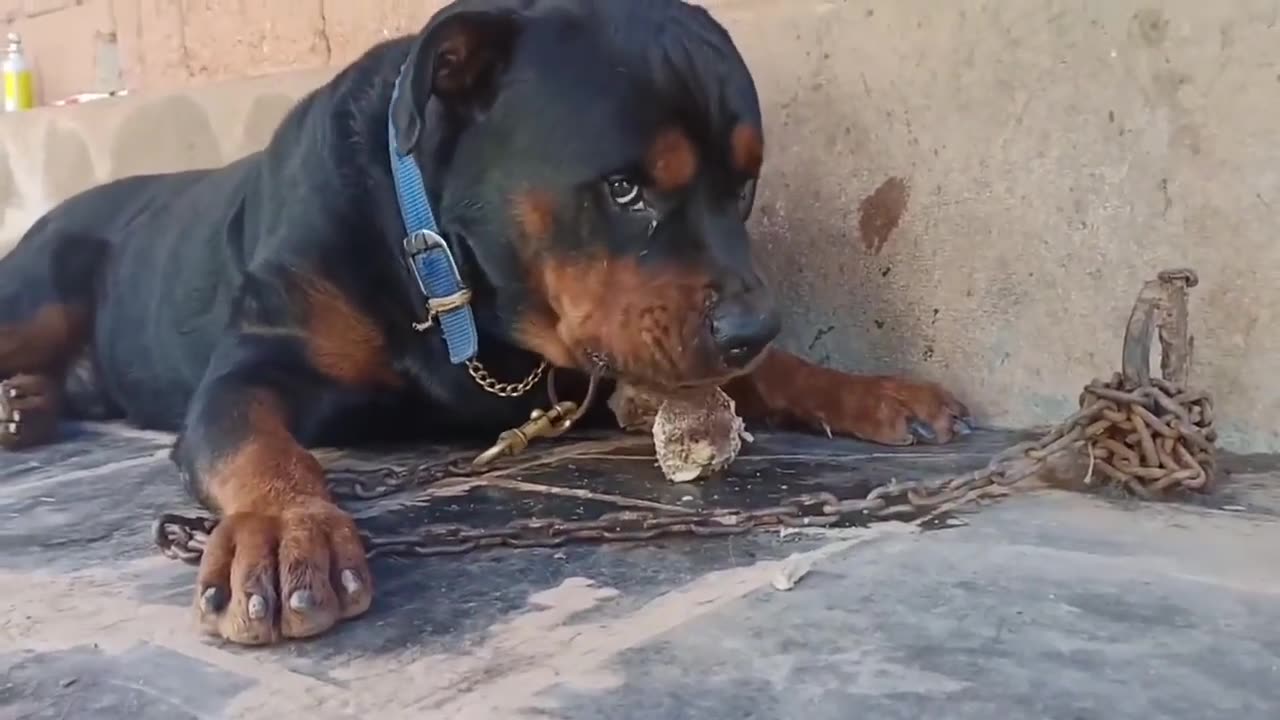 Rottweiler dogs so aggressive.