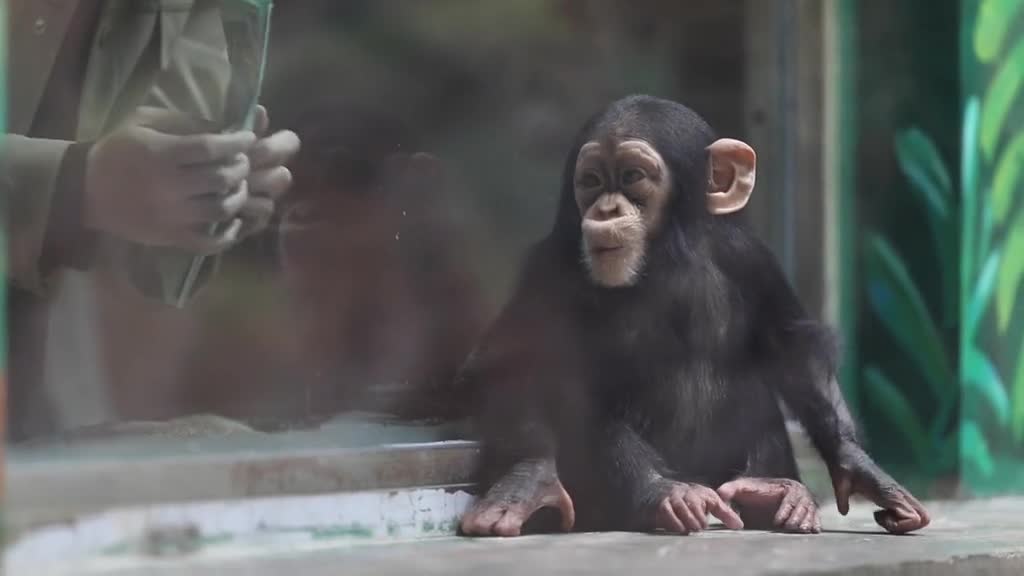 The intelligence of the average adult chimpanzee in China