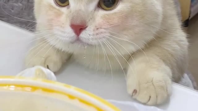 104_235614_爱笑的小年糕_#猫咪闻螺蛳粉的反应 #萌宠出道计划 @DOU小助手