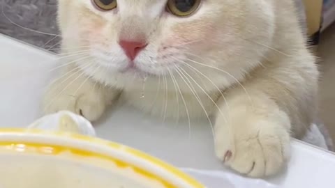 104_235614_爱笑的小年糕_#猫咪闻螺蛳粉的反应 #萌宠出道计划 @DOU小助手