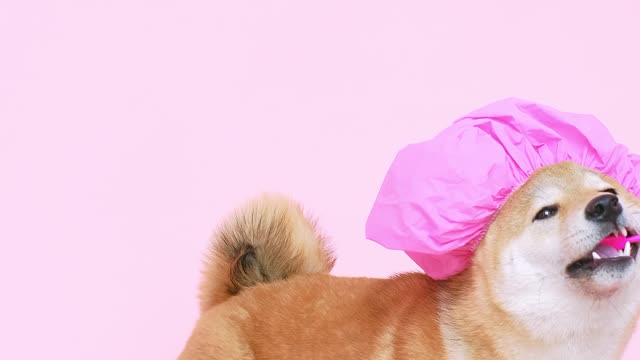 funny and cute puppy wash its teeth