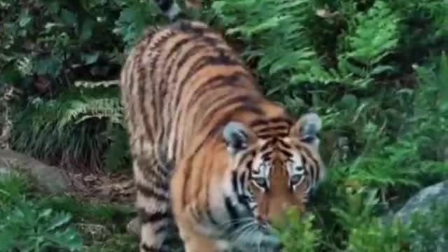 The big tiger walked slowly through the grass. What's so serious
