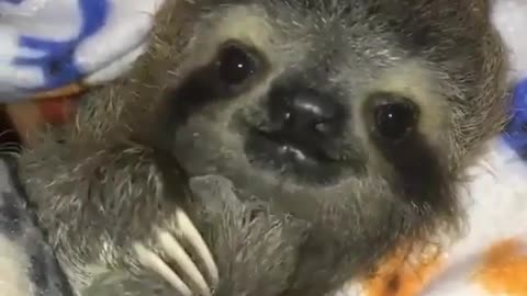 Funny animal videos|Cute animal videos |Funny dog&cat videos|Hilarious pet videos|Funny video