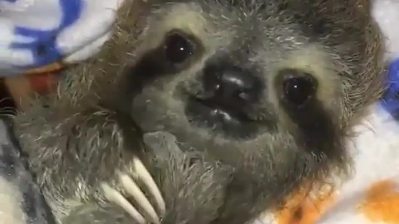 Funny animal videos|Cute animal videos |Funny dog&cat videos|Hilarious pet videos|Funny video
