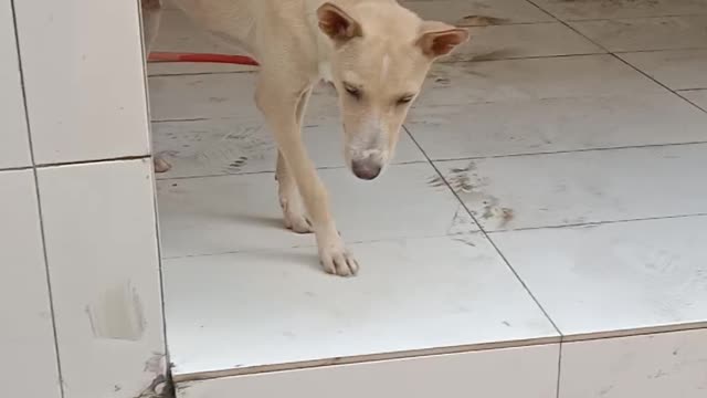 Caretaker Dog In Asia