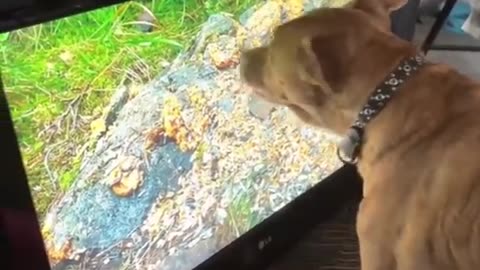 Funny Animals Videos 😂 - Funniest Cats and Dogs 😸🐶 171