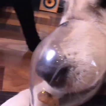 Playing with dogs can be dangerous / something went wrong