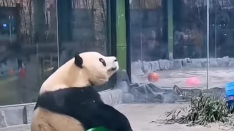 Funny panda