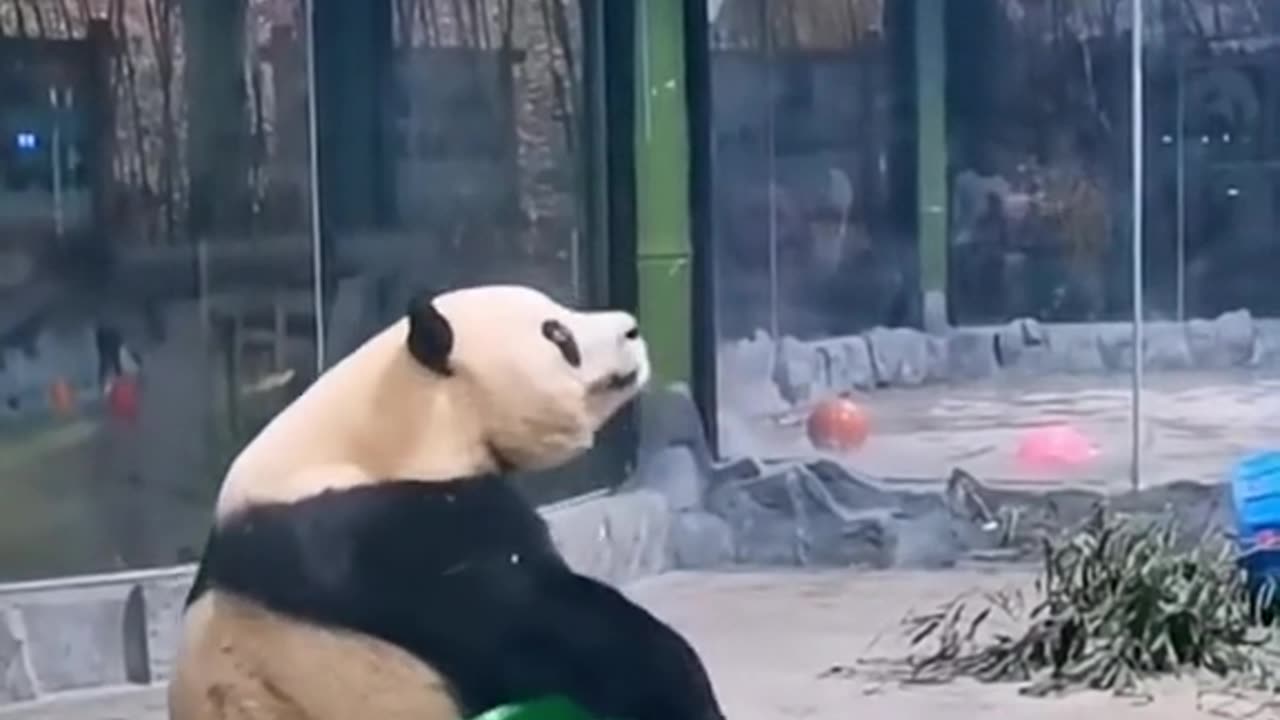 Funny panda