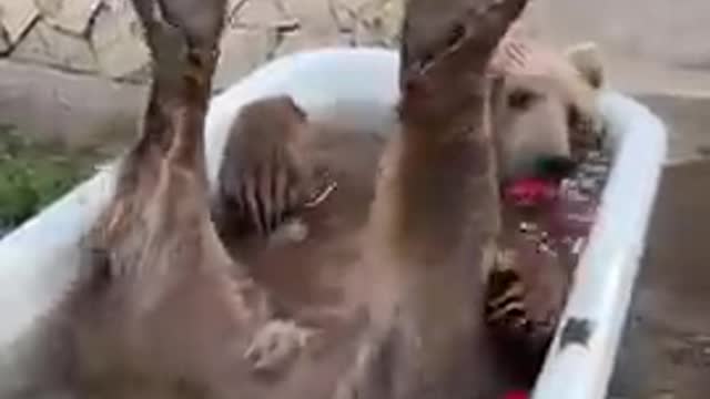 Funny animal video