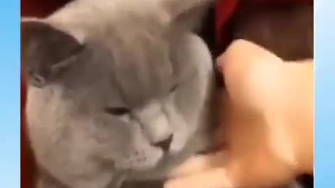 Funny Cats