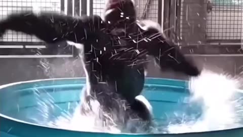 Gorilla Splash Dance