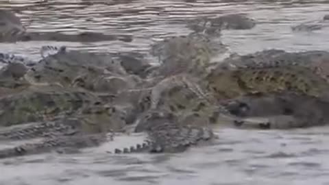 Crocodile Bad Attack on Zebra